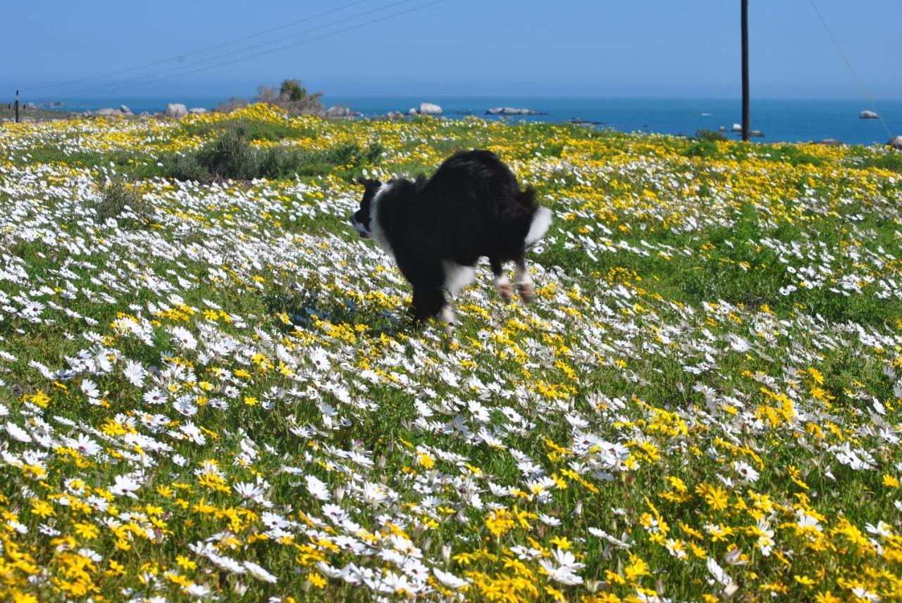 Stay At Bokkoms In Paternoster Self Catering Accommodation Екстер'єр фото