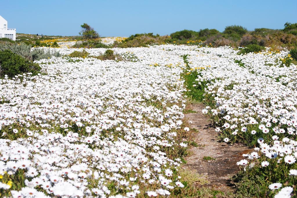 Stay At Bokkoms In Paternoster Self Catering Accommodation Екстер'єр фото